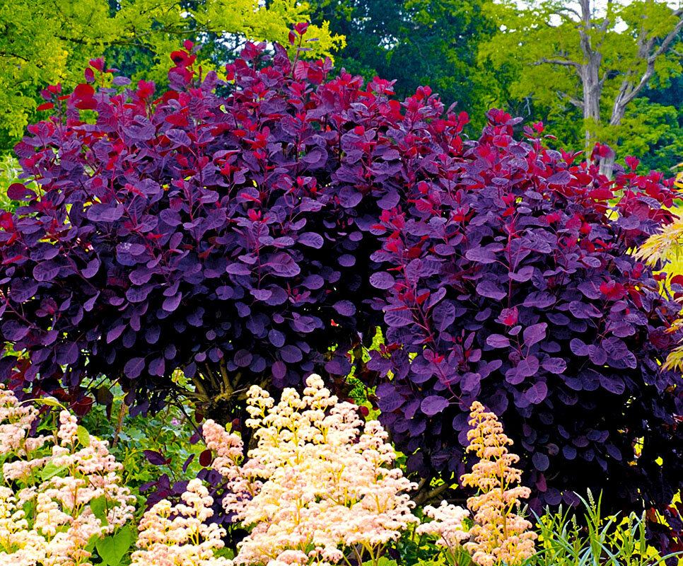 Фото многолетних кустарников. Скумпия `Грейс`, Cotinus `Grace`. Скумпия Кожевенная Грейс. Скумпия Кожевенная Grace. Скумпия Королевская фиолетовая.