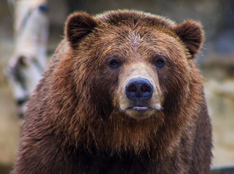 Интересные факты о медведях | Домашние животные - самое важное | Дзен