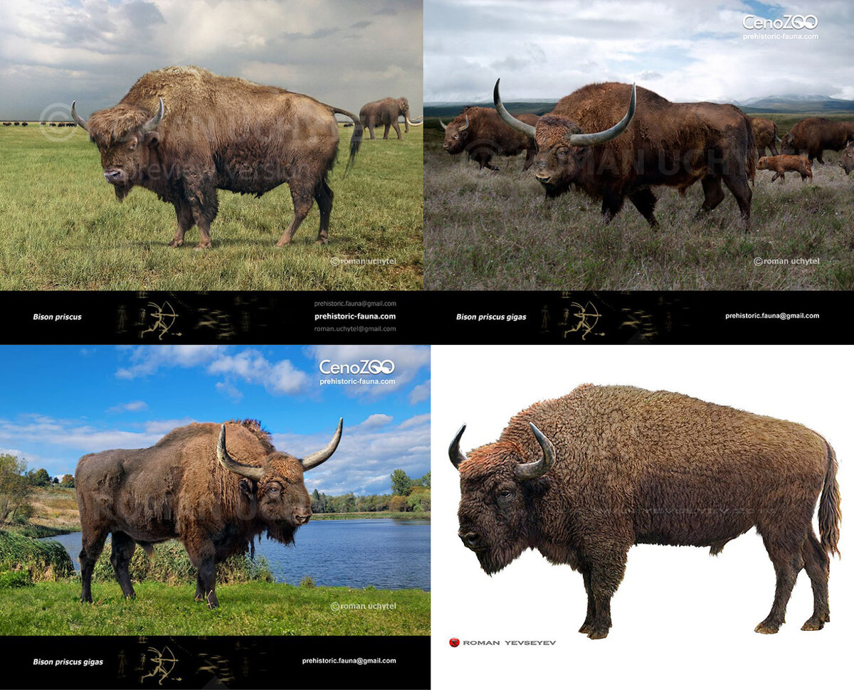 Лесной Бизон Bison Bison Athabasca. Сколько осталось бизонов. Бизон буйвол разница в обитании таблица. Бизон буйвол разница в среде обитания таблица. Охота на бизона 2023