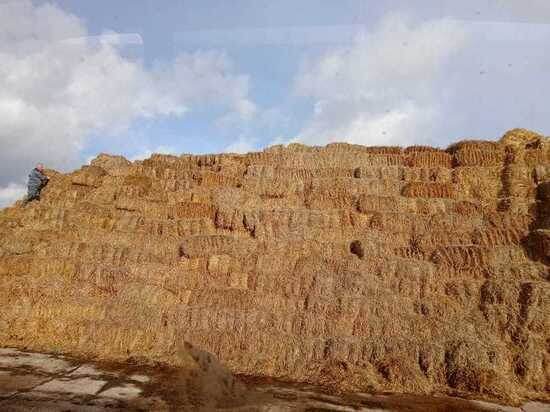     Фото пресс-службы Минсельхоза РК