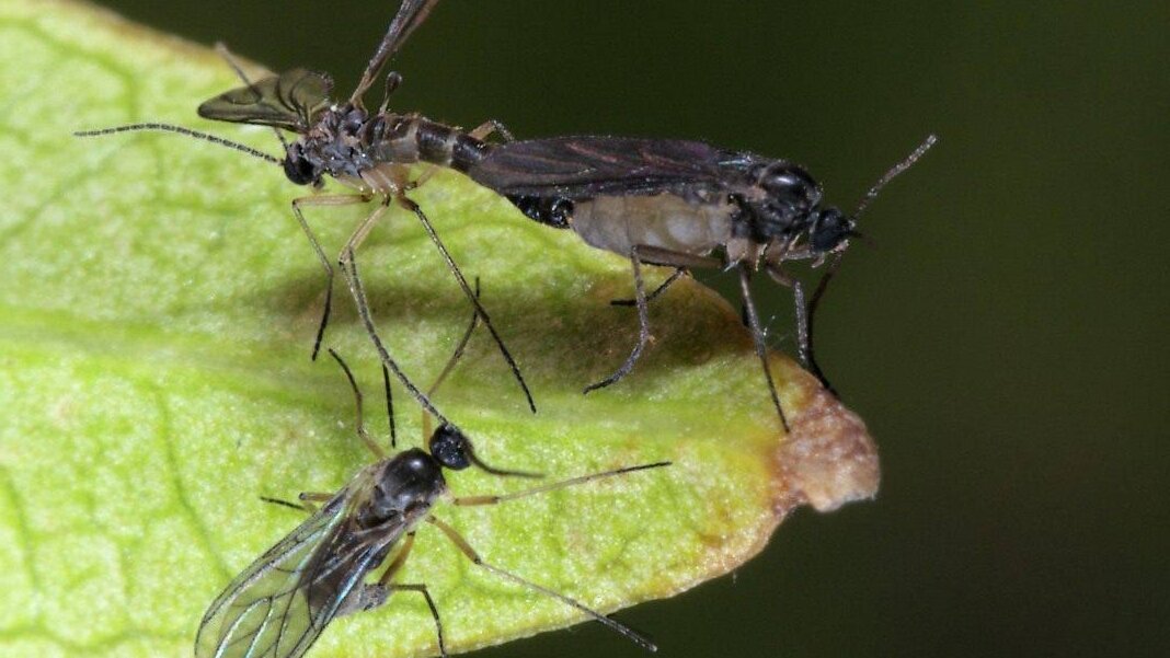 Взрослая особь грибного комарика