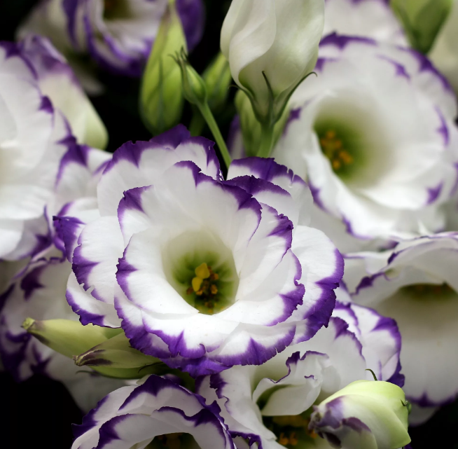 Эустома (лизиантус) махровая