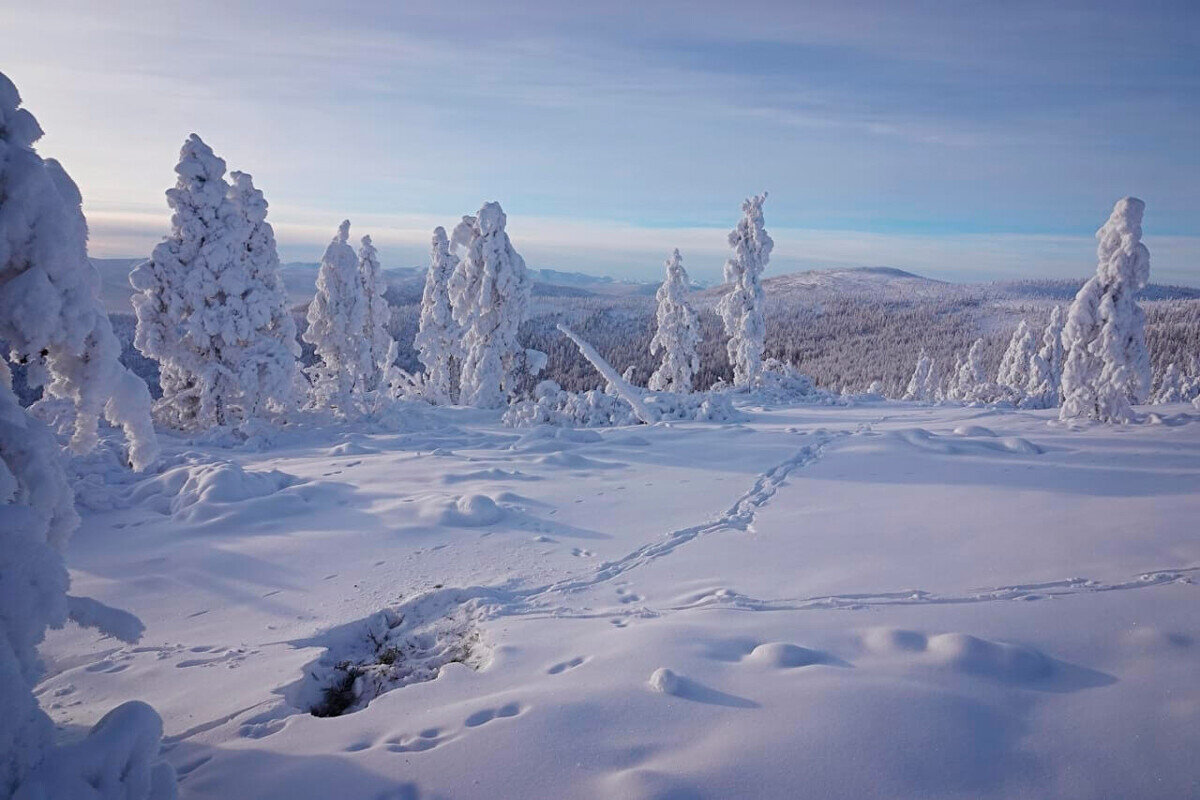 Континентальные многоснежные