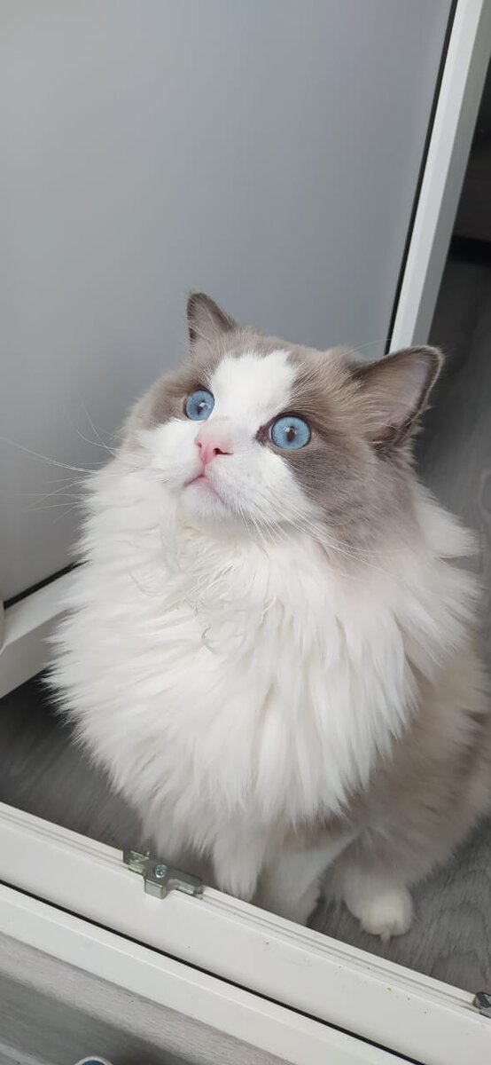 Кошечка Мася собственной персоной