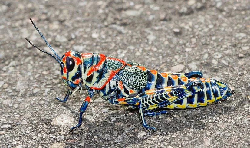 радужный кузнечик dactylotum bicolor. оленка цветоед. крымская муха цикада. жук цикада горная. мадагаскарский кузнечик вечерняя заря.