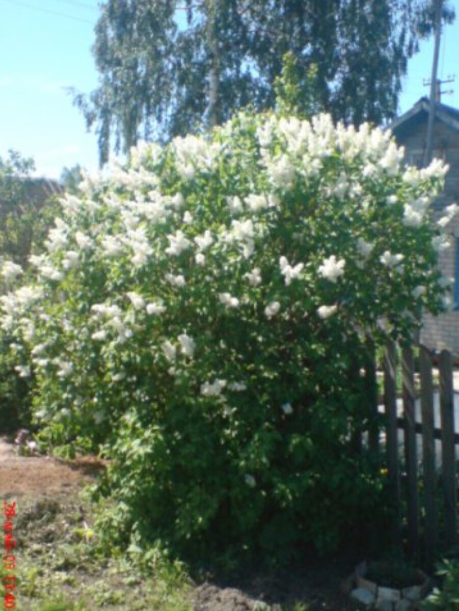 Сирень под моим окном. 