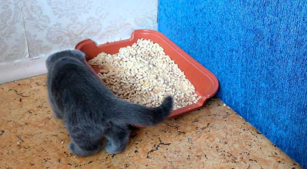 Почему кошка съедает котят. Котенок есть глиняный наполнитель. Котёнок наелся напонителя. Кот ест наполнитель для туалета. Лоток для котенка 1 месяц.