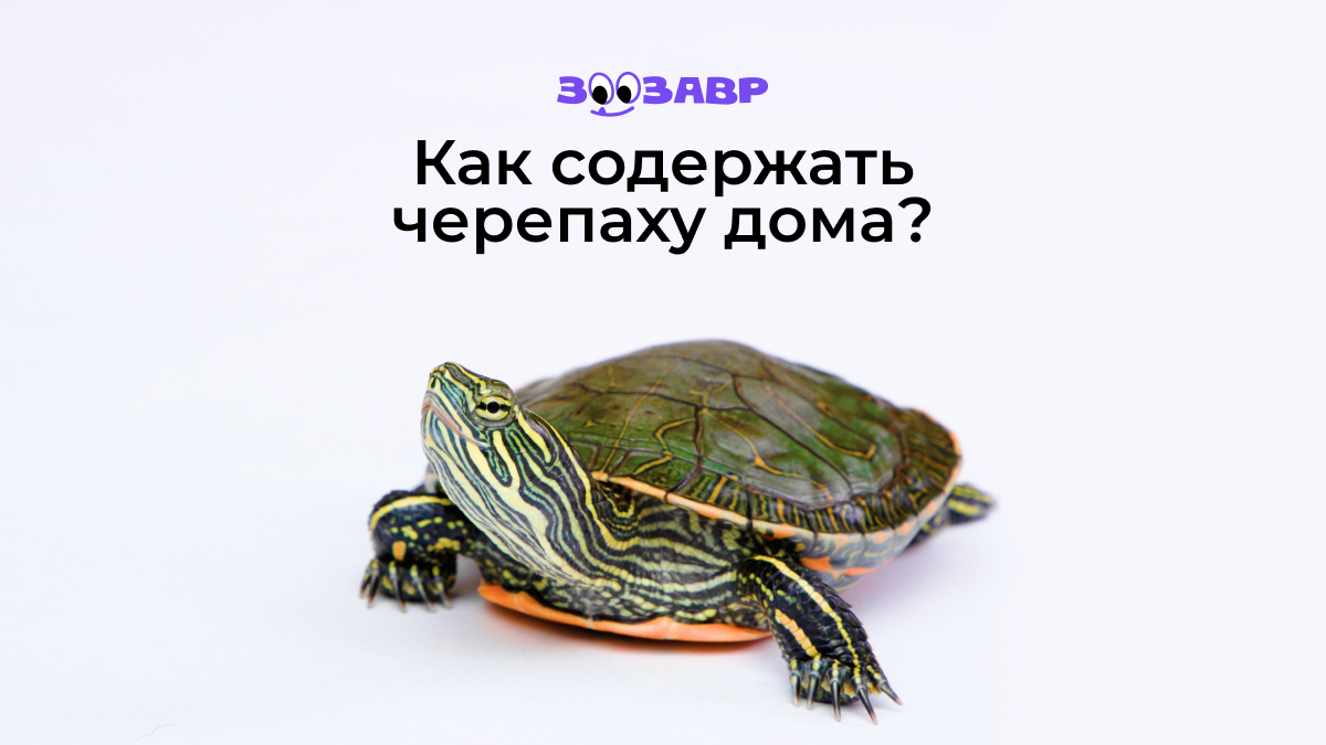 Красноухая черепаха в домашних условиях: содержание от А до Я