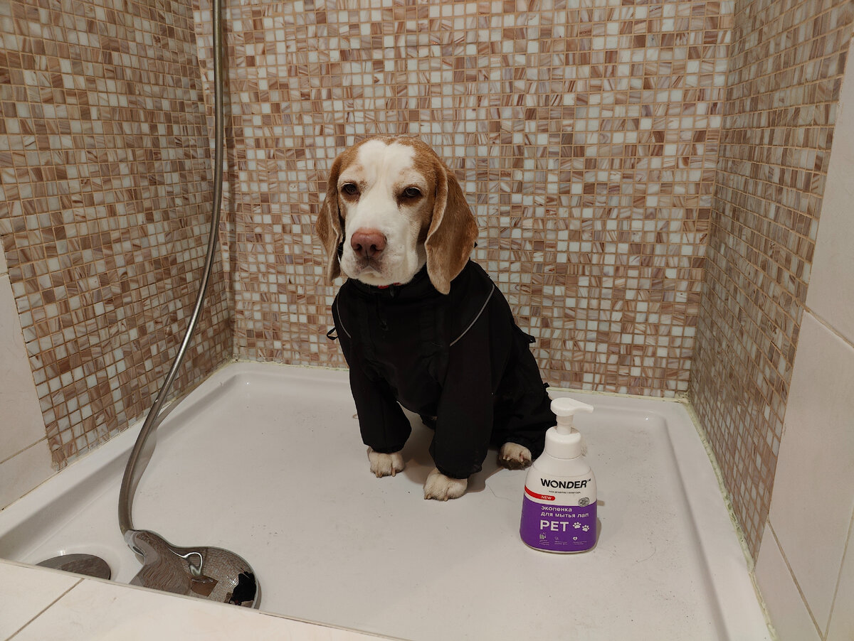 Наш недовольный Снуп. Снова заставили мыться.