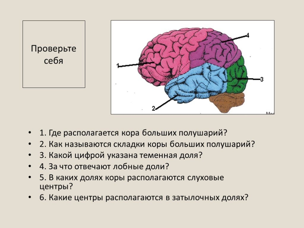 Где расположен мозг. Большие полушария головного мозга доли. Доли больших полушарий головного мозга рисунок. Кора больших полушарий головного мозга где находится. Как называется доля больших полушарий обозначенная цифрой 3.