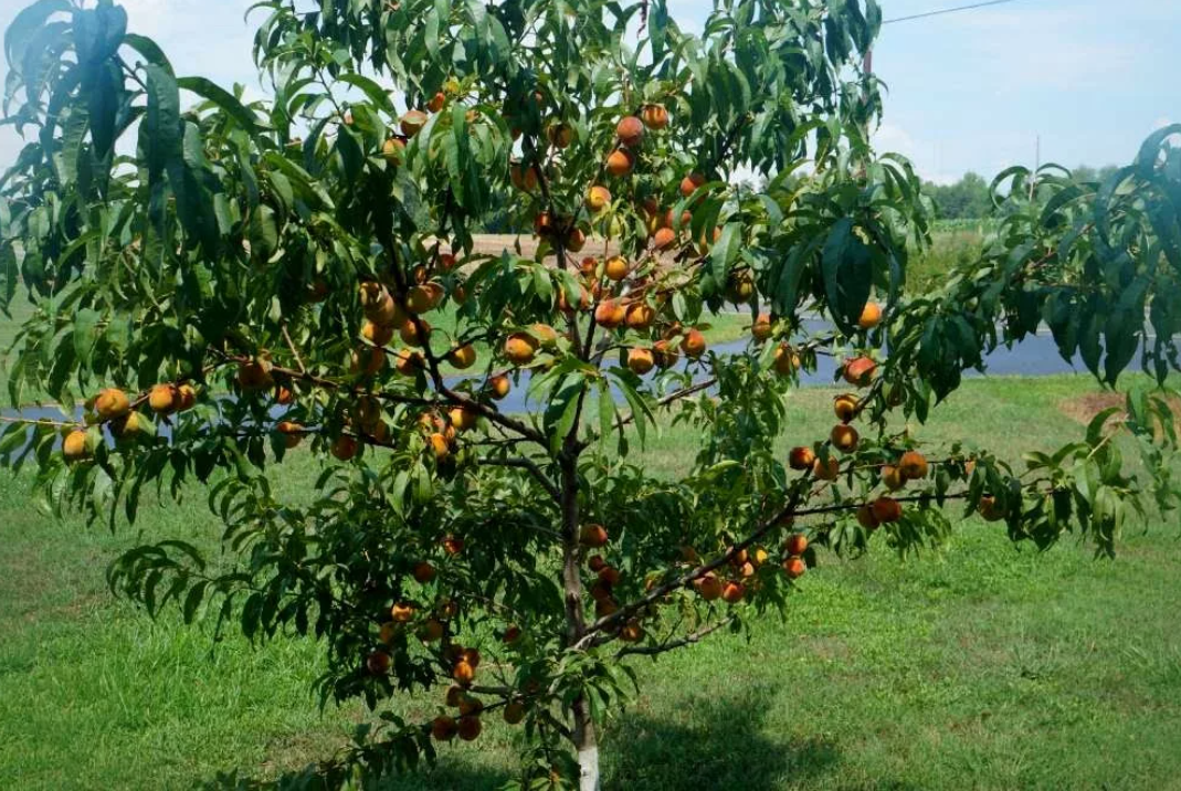 Урожайность персика. Персик сорт Гринсборо. Персиковое дерево Гринсборо. Дерево персик нектарин. Персик Гринсборо высота дерева.