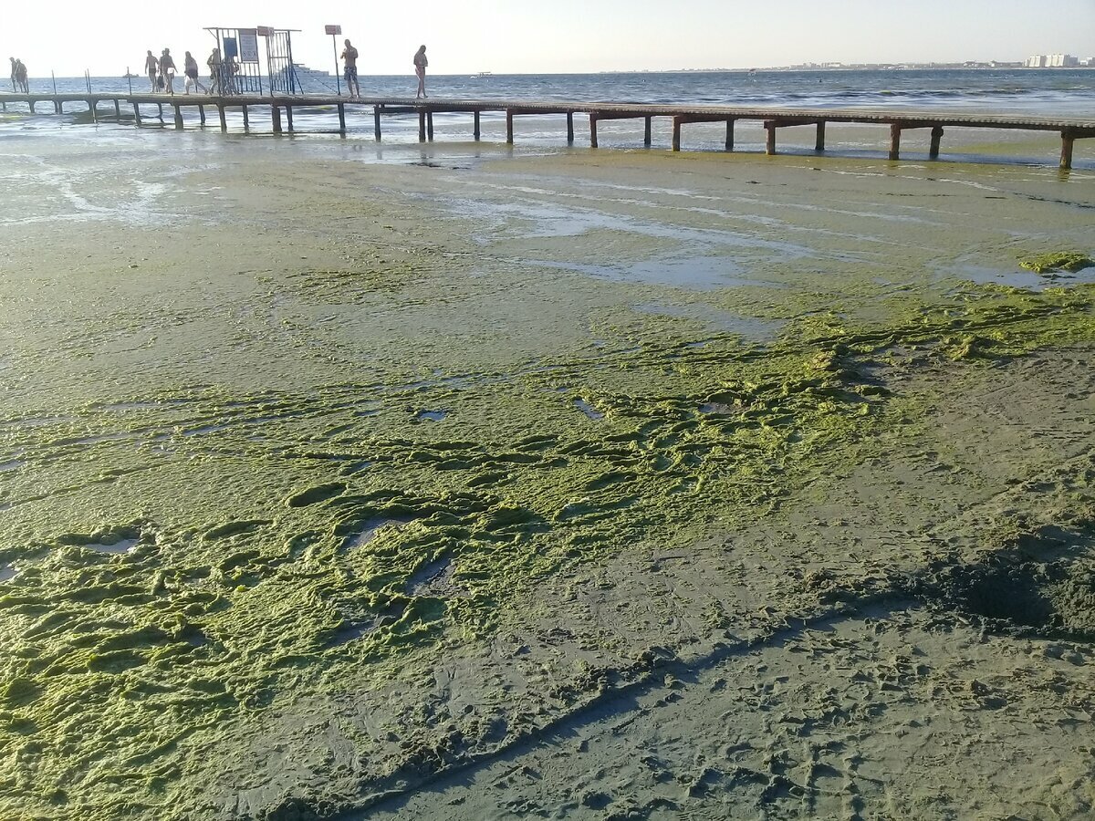 Как цветет море в анапе