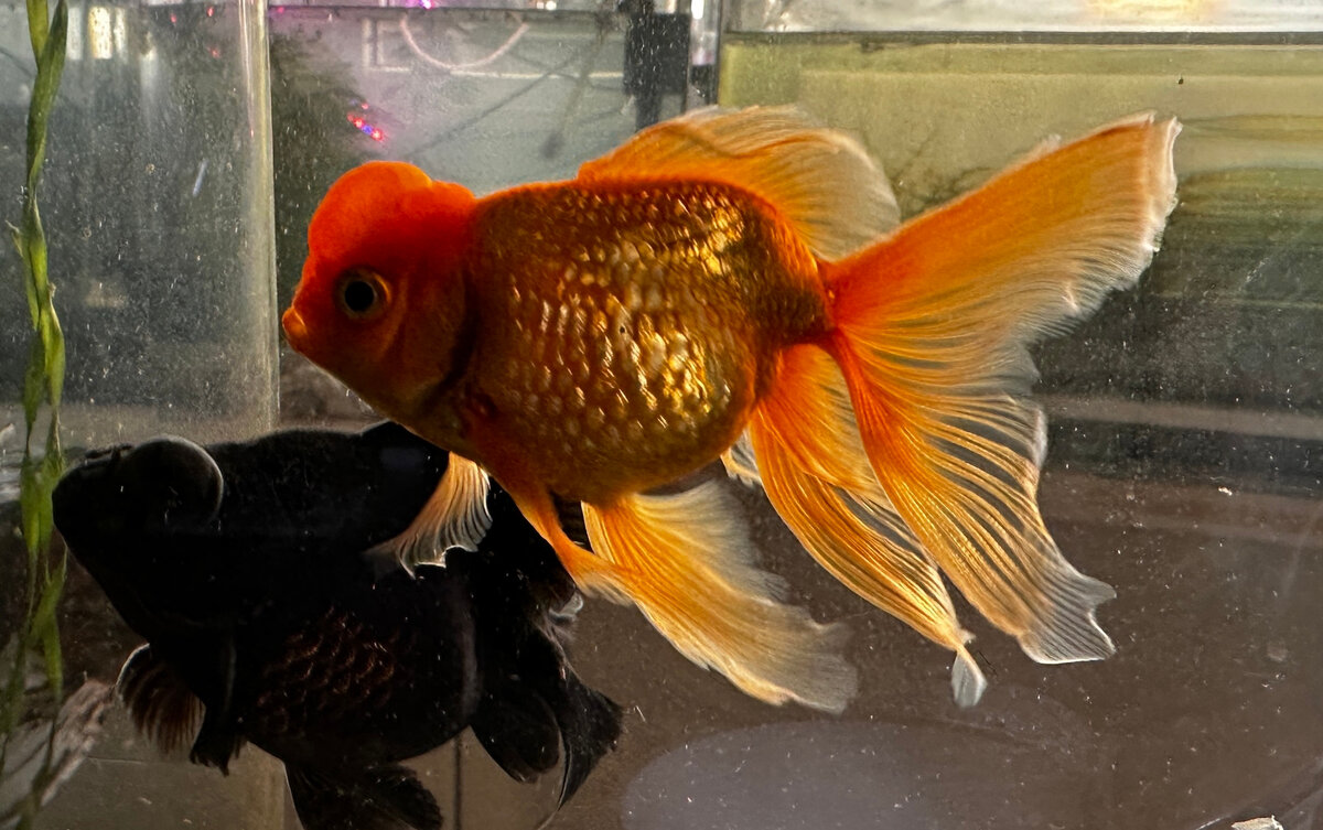 Рыбка - роскошная, а название породы пишется без каких-либо ухищрений: корончатая жемчужинка. В ботанике/растениеводстве так не бывает. Фотографии в тексте мои.