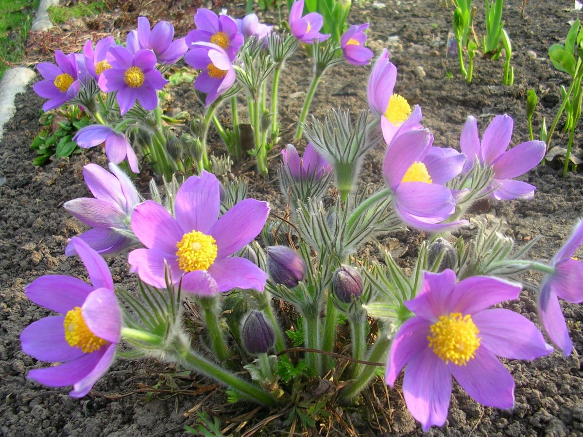 Фото с сайта https://vsegda-pomnim.com