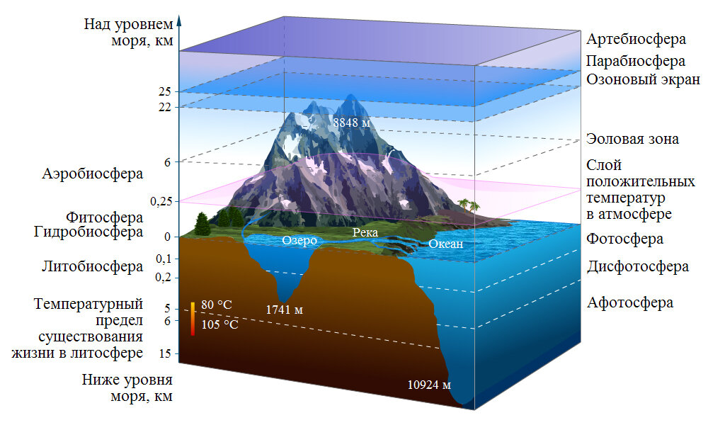 5 слоев океана. Границы биосферы плотность. Слои земли Биосфера. Вертикальная структура биосферы. Биосфера оболочка земли схема.