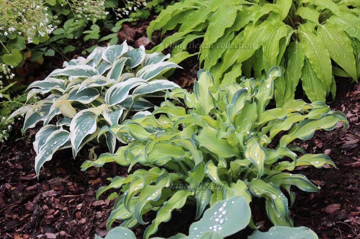 Hosta ripple effect