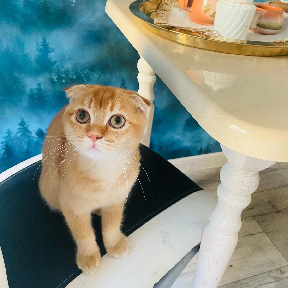 Самый голодный член семьи😂