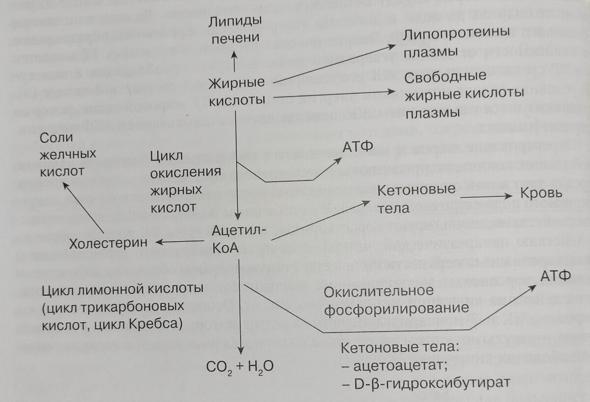 Схема путей использования жиров в организме