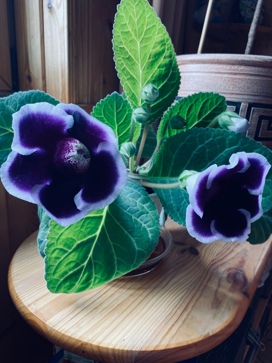 Сначала зацвела фиолетовая глоксиния, как называется сорт я не знаю. Везде фото автора.