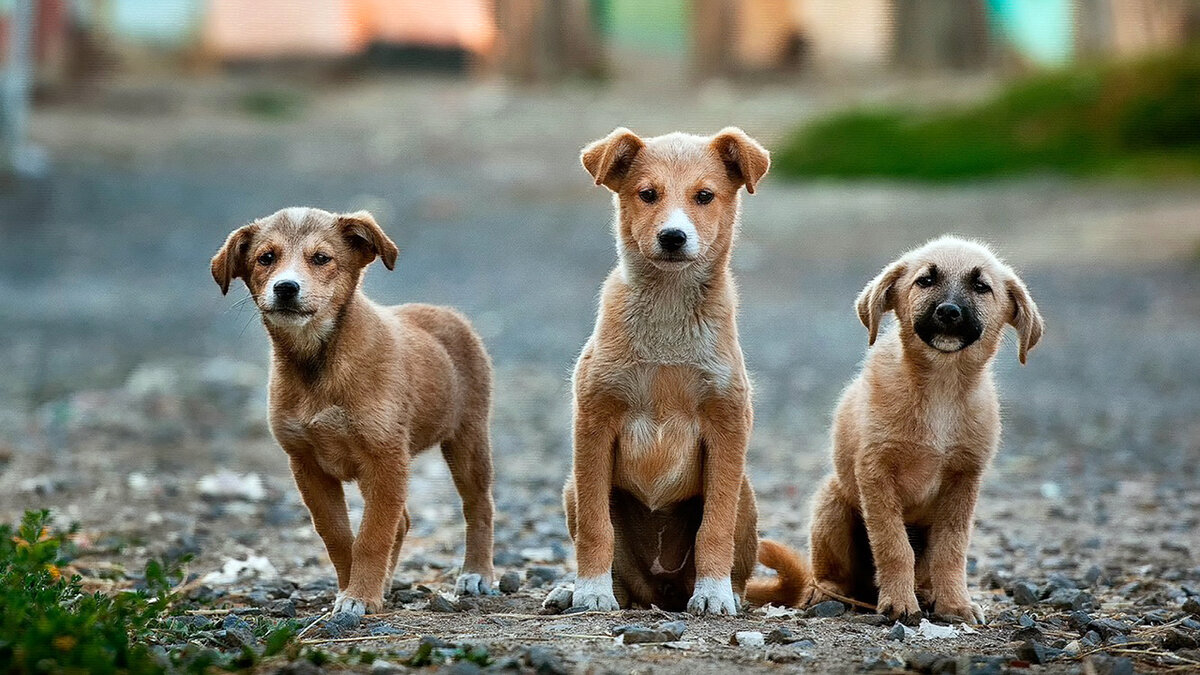 источник фото: goodfon.ru