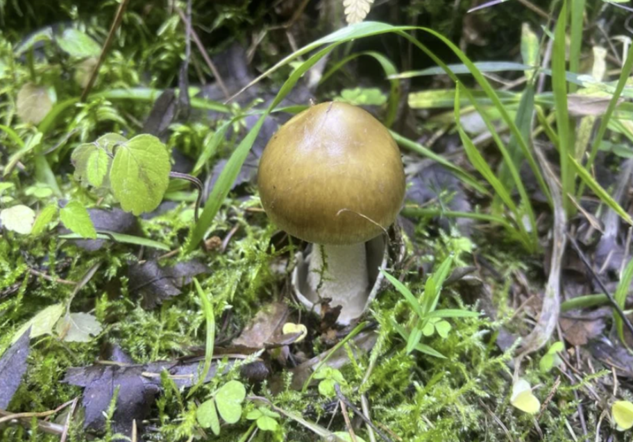 Сверху - очень похоже!