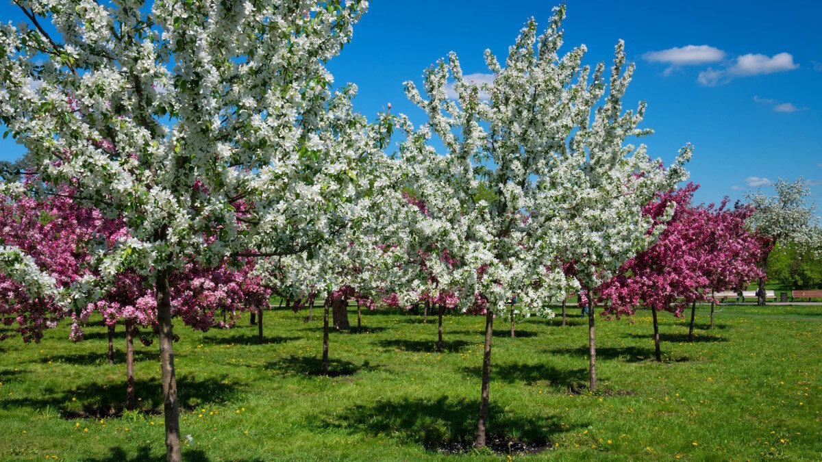    Яблони в цвету