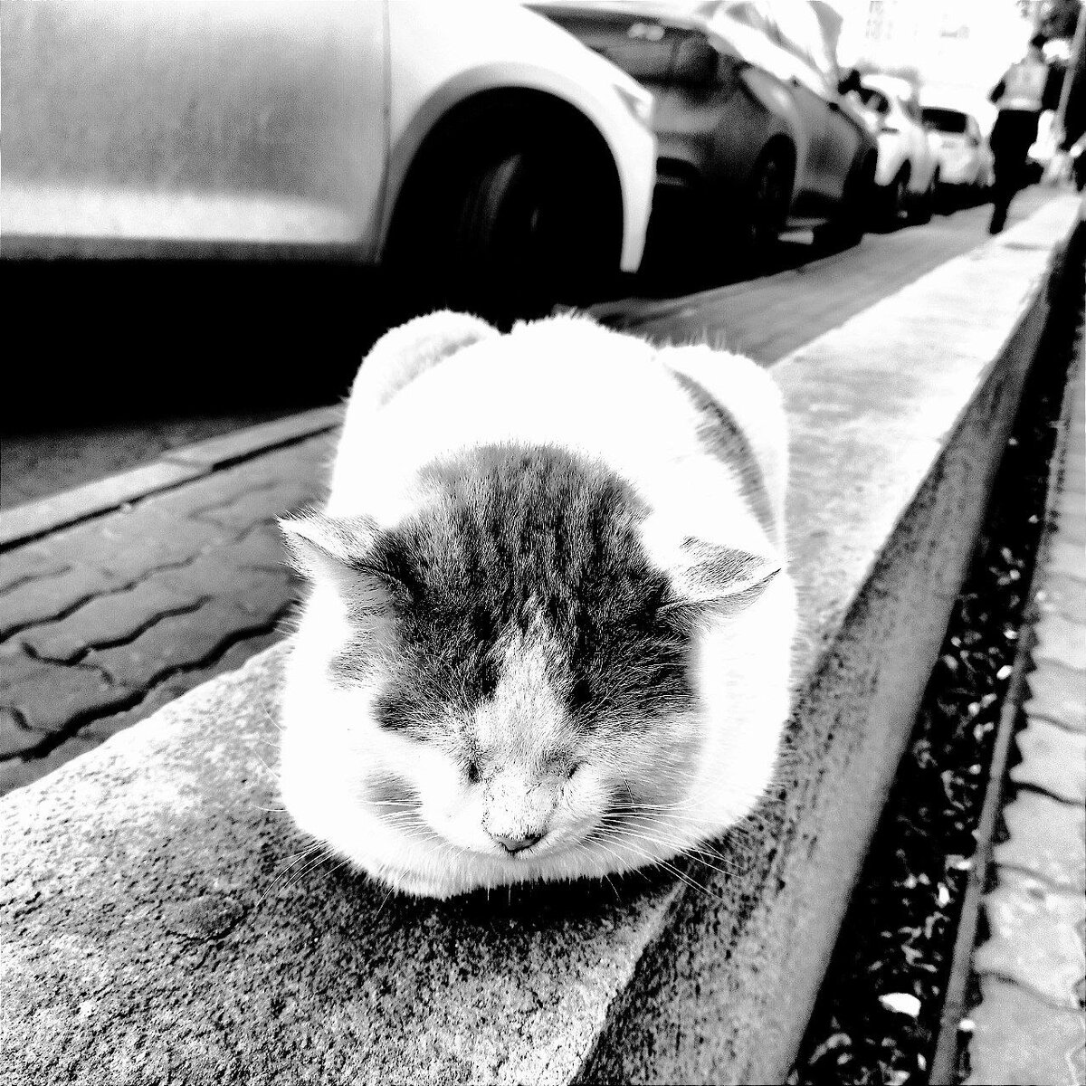 Фото работа RENOV "The pacifist Cat"