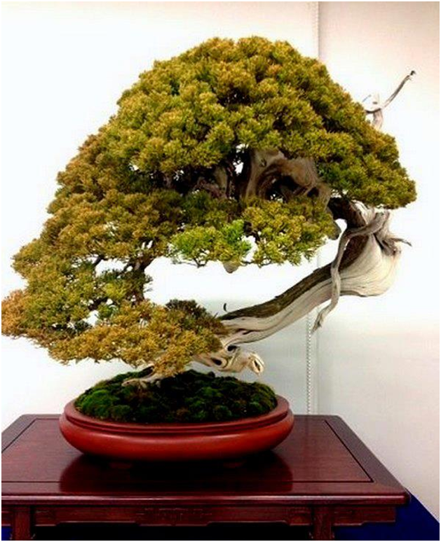 Можжевельник шимпаку. 
Источник: http://actubonsai.com/2013/01/05/revue-du-bonsai-web-janvier-2013-n14/
