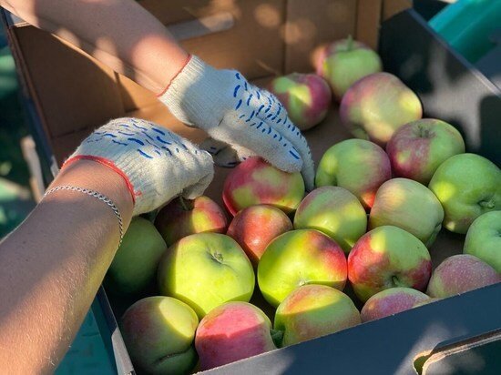     Фото: минсельхоз СК