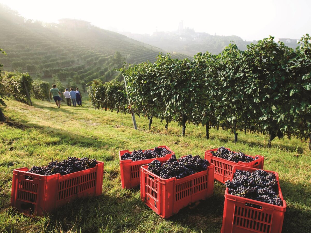 корзина с фруктами в саду. виноградные плантации азербайджана. абхазия виноград. виноградник франция лоза. праздник вина «ртвели».