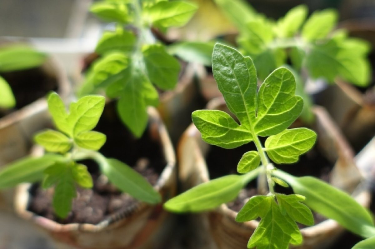    Начало марта – сигнал садоводам, что настало время заняться выращиванием рассады томатов, перцев, баклажанов.