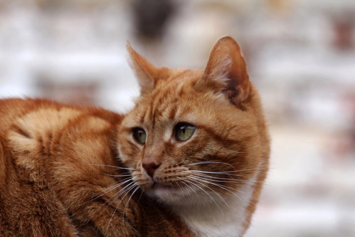 Коты выборга