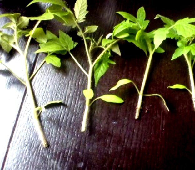 Срезанная рассада томатов. Фото из свободных источников интернета.