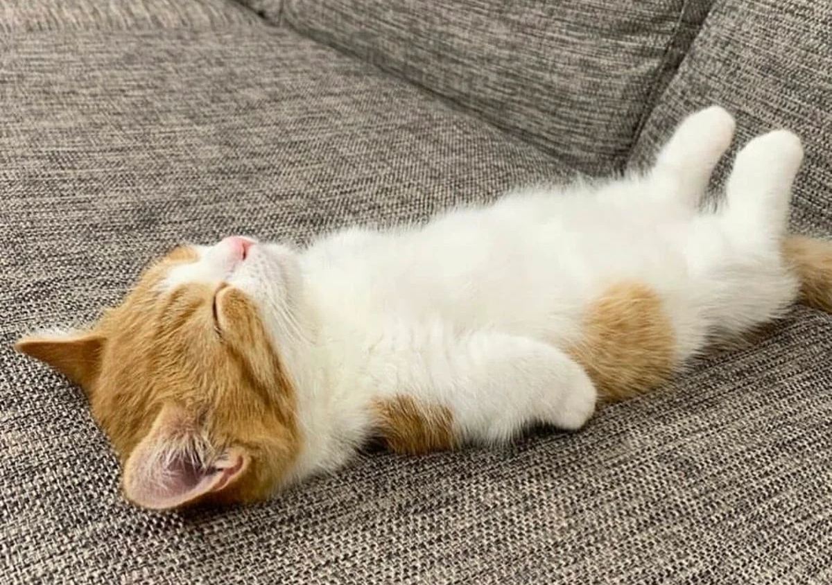 😻Весёлые котики поздравляют с 8 марта и дарят хорошее настроение!