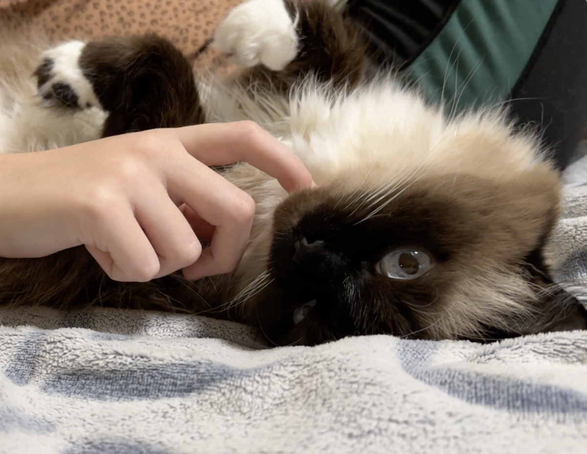 5 причин почему кошки любят спать с нами. Можно ли кошке спать рядом с  человеком? | misskisya | Дзен