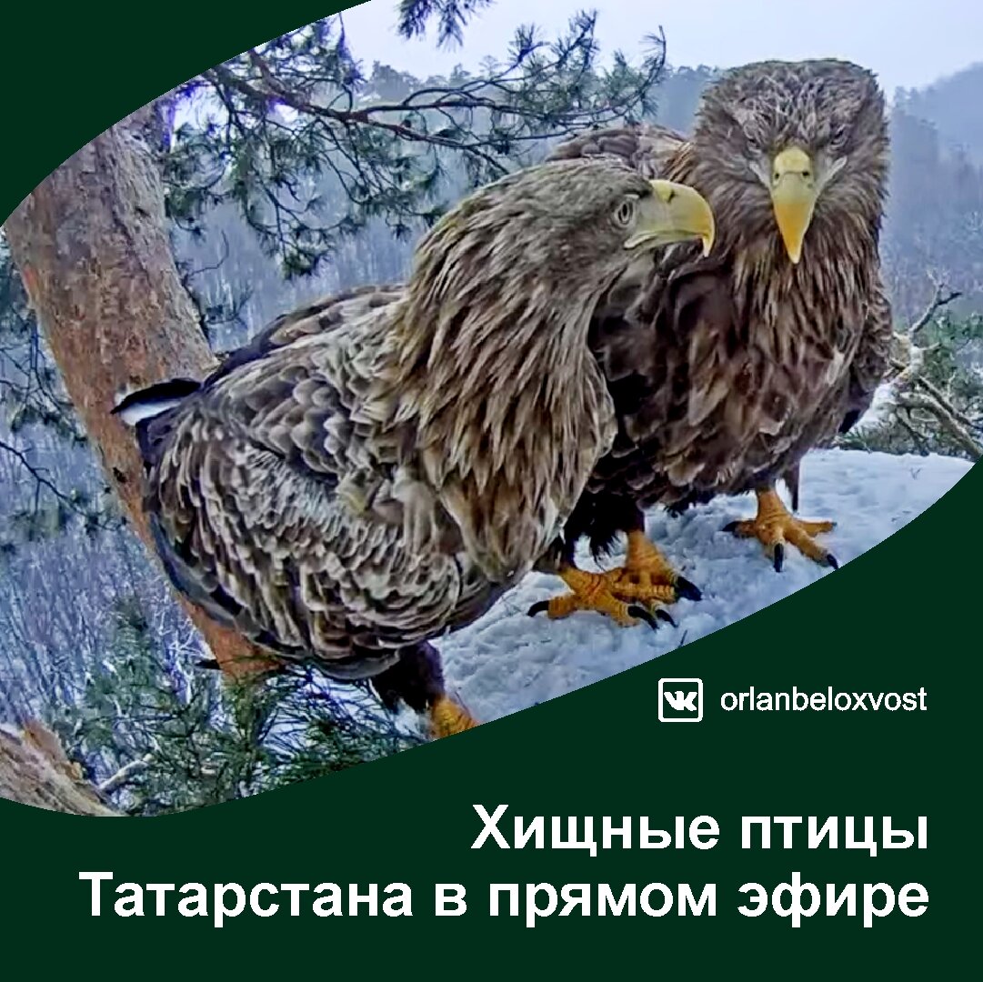 Птицы татарстана
