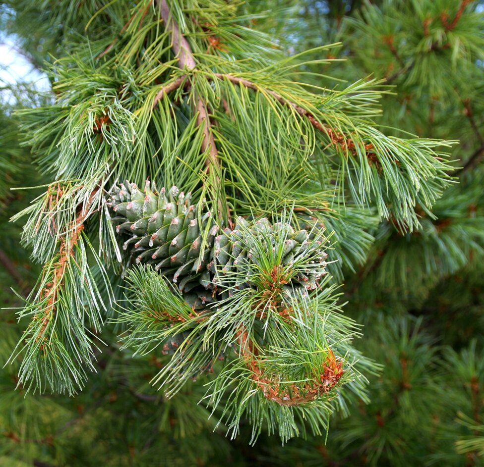 Pinus koraiensis. Кедр корейский шишки. Кедр корейский (Cedrus), p9. Сосна Кедровая корейская шишка.