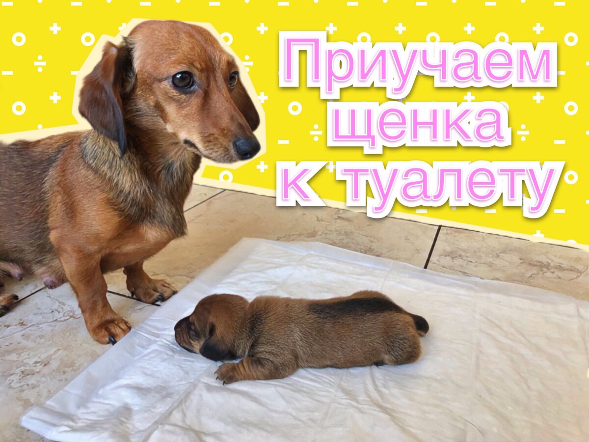 Как приучить щенка к туалету ? | Семья и Хвостики | Дзен