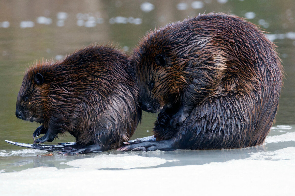 Национальное животное канады. Канадский Бобр (Castor canadensis). Бобр (Castor Fiber Linnaeus, 1758). Западносибирский Речной Бобр. Бобр Европейский (Castor Fiber).