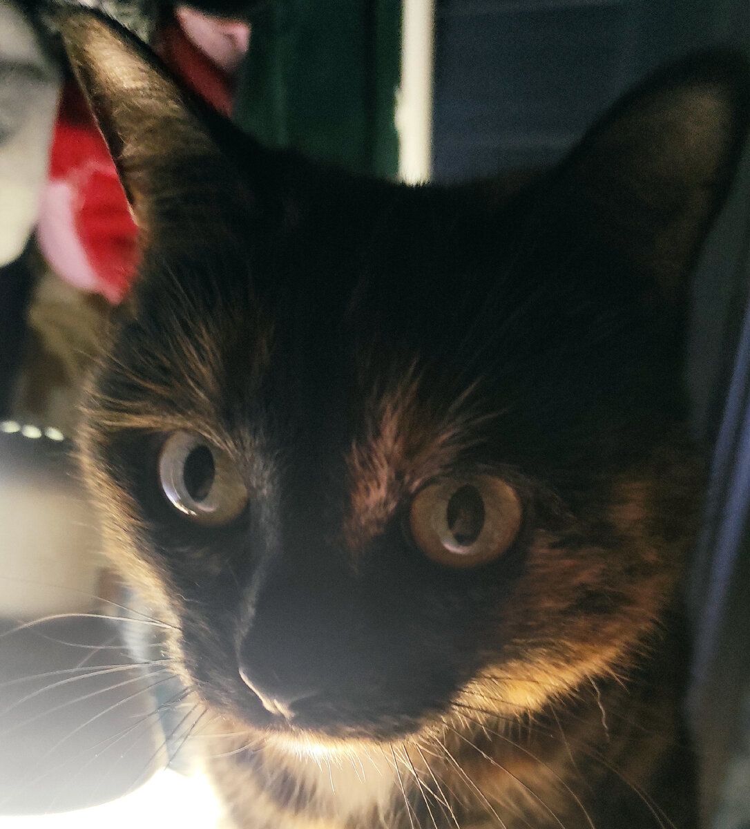 Сандрин вообще не "догоняет", зачем я забиваю голову всякой ерундой, когда можно и нужно гладить кошку. 