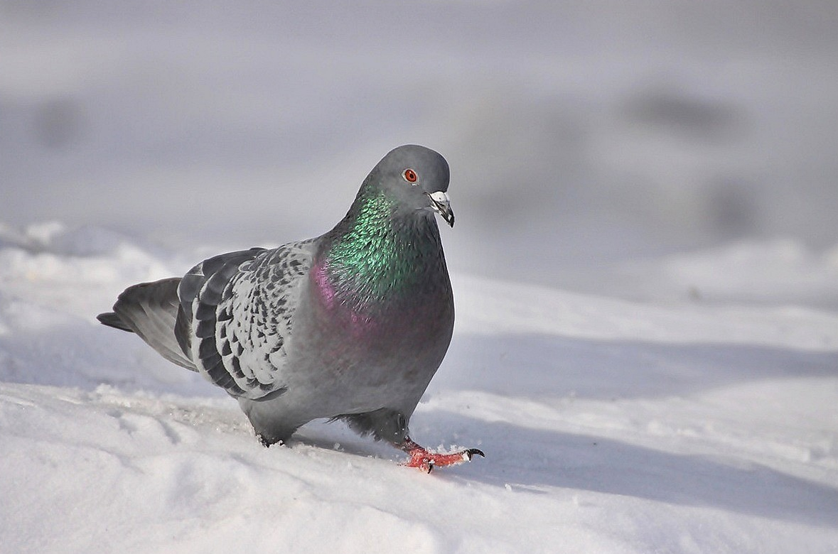 голубы снежный. голубь. голубь зимой. горлица белая. голубы снежный.