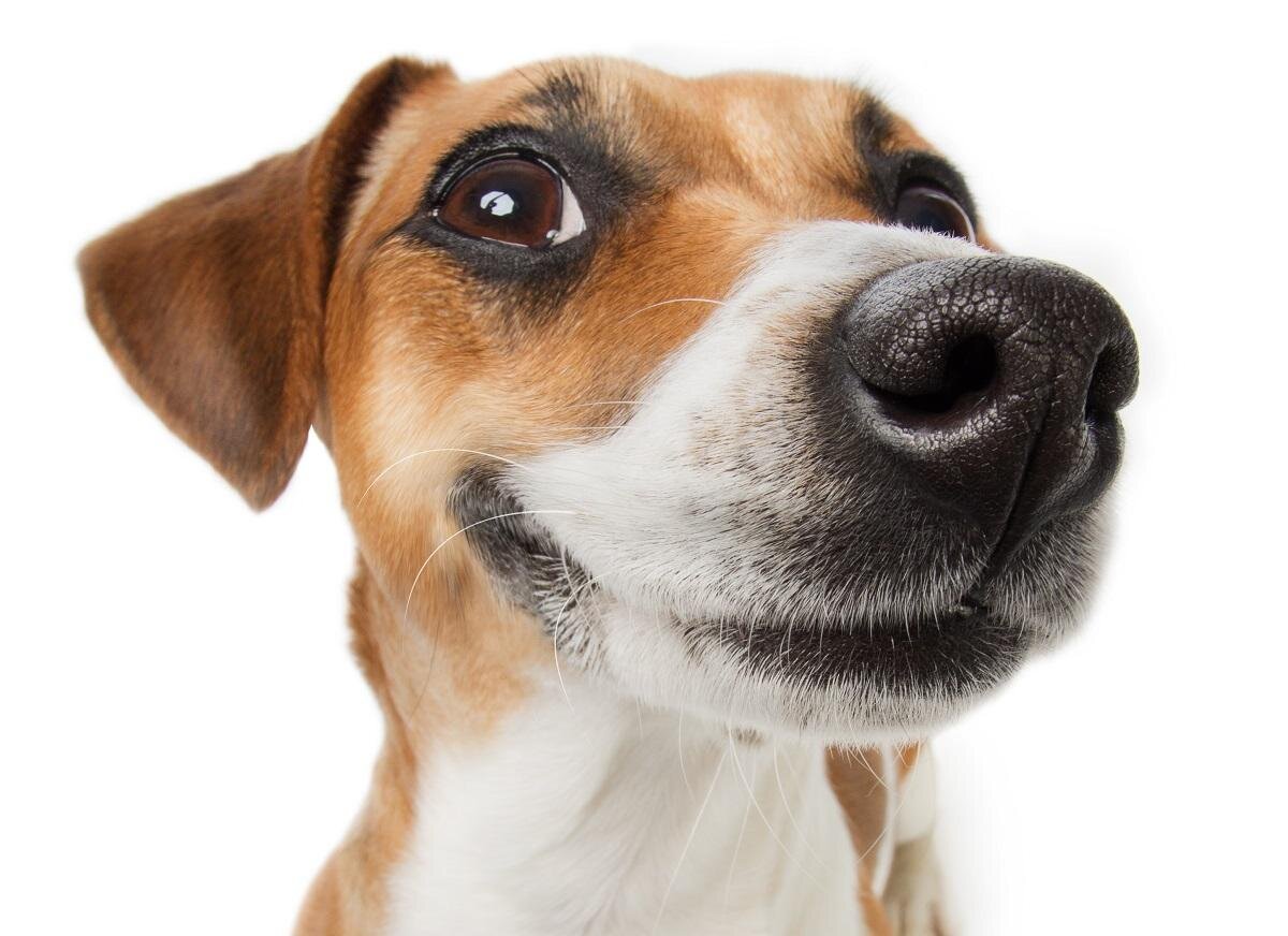 Почему собака лает без причины: вы будете удивлены | Интернет-газета  «Жизнь» | Дзен