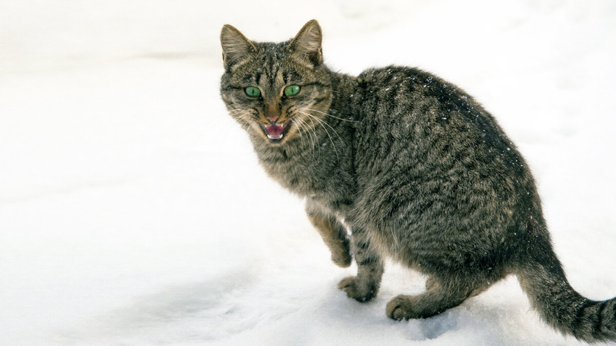 источник фото: img2.goodfon.ru