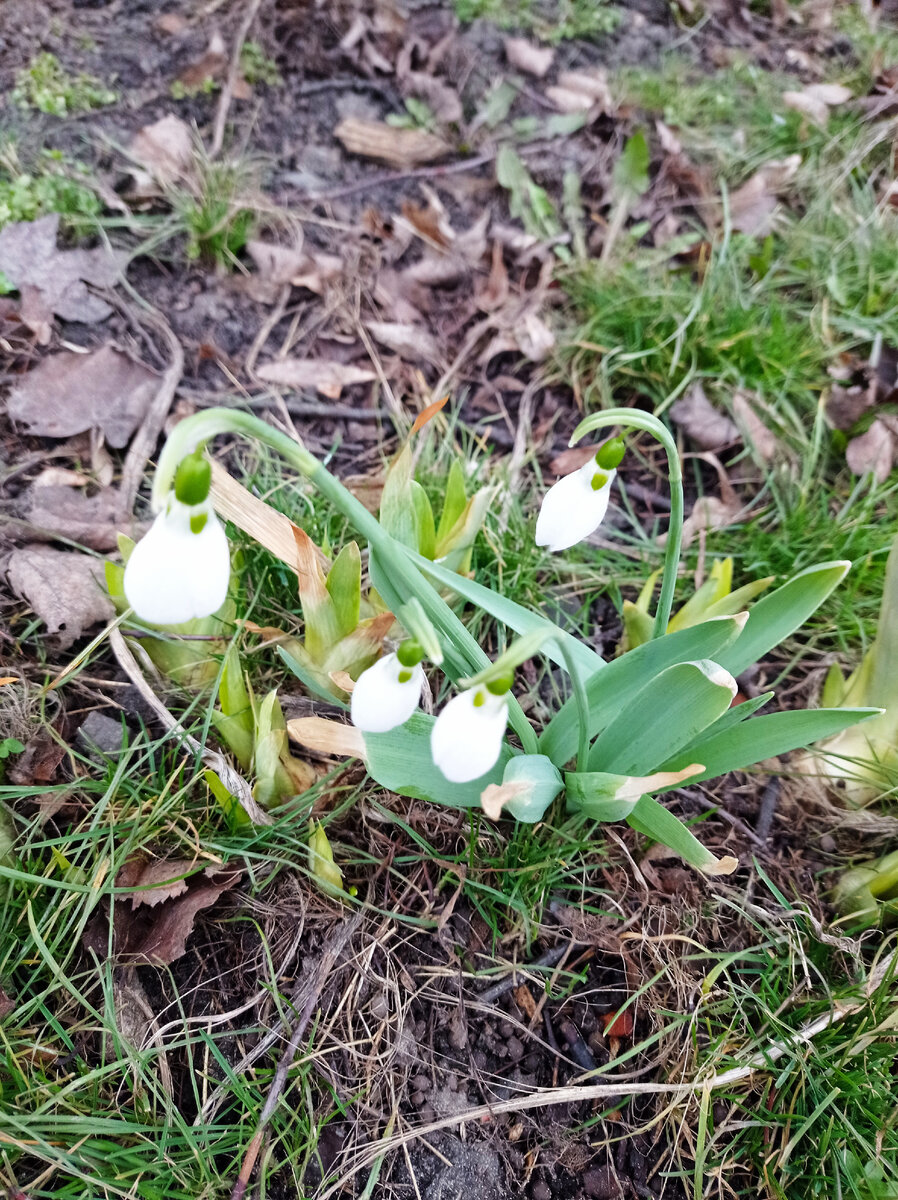 Те самые цветы—Подснежники. Личное фото. 