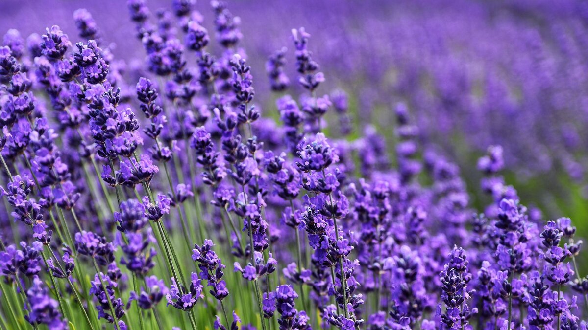 Фото: https://images.wallpaperscraft.ru/image/single/lavanda_tsvetok_fioletovyj_180475_1920x1080.jpg