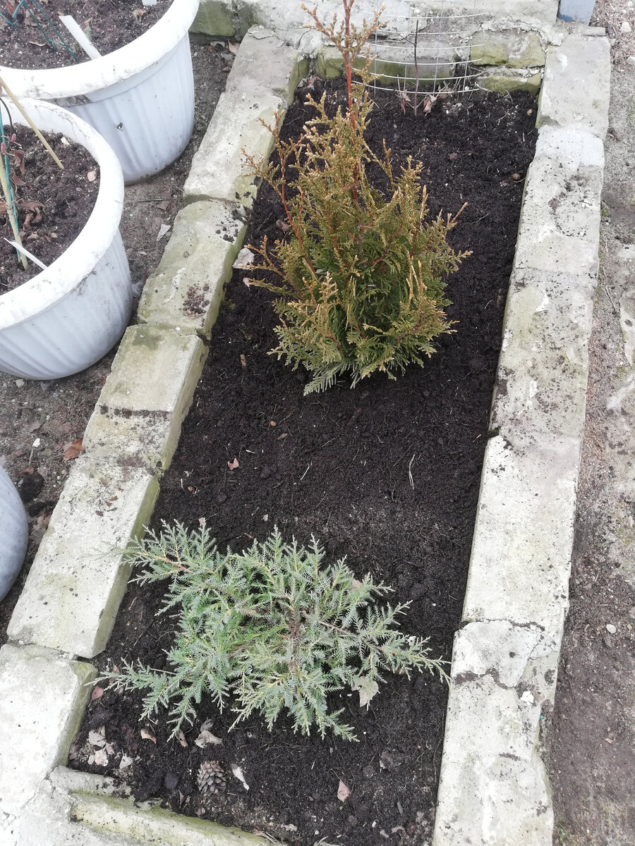 Сеянцы туи смарагд. Туя западная смарагд. Туя западная колоновидная. Пересадить взрослую тую. Как пересадить тую.