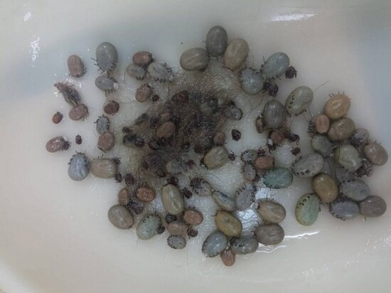 В Воронеже ветеринары сняли с домашней собаки 130 клещей ФОТО: ВК "МОЙ И ТВОЙ ВОРОНЕЖ"