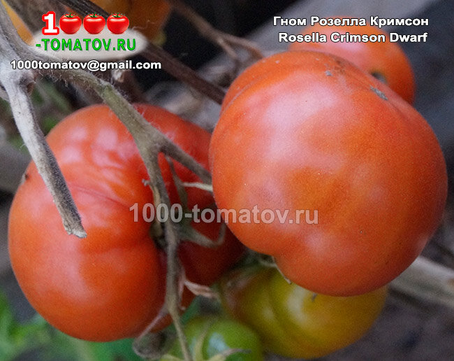 Томат Гном Розелла Кримсон Rosella Crimson Dwarf фото 2