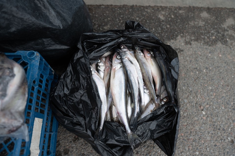     Добывать сезонную рыбу будут из Финского залива и Ладожского озера.  ПЫХАЛОВА Юлия (архив)