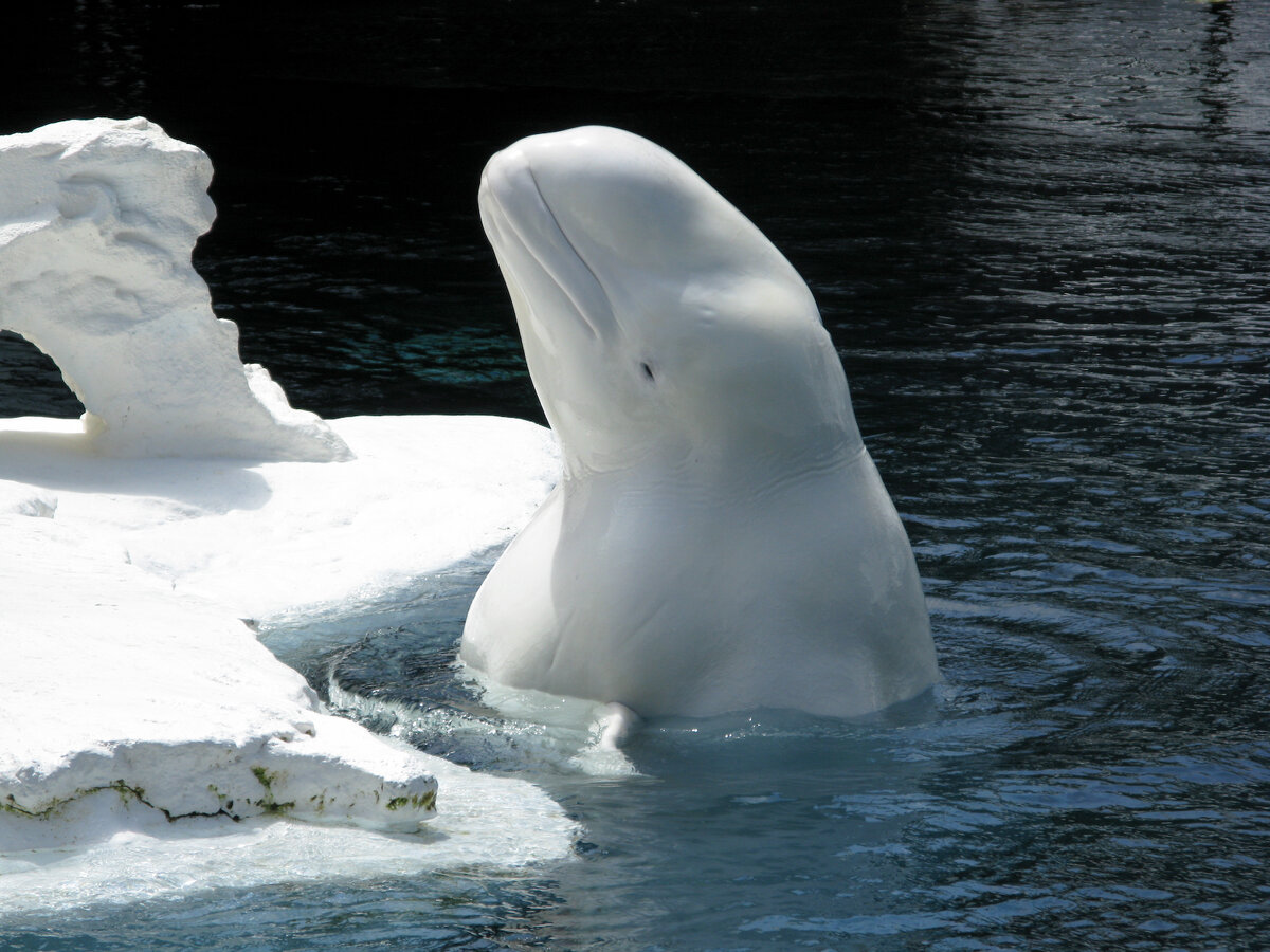 фотография взята из открытого доступа сети интернет / Фото Lynn D. Rosentrater ( Flickr.com)